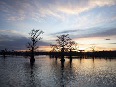 A lake with gangly trees growing out of its blue waters.