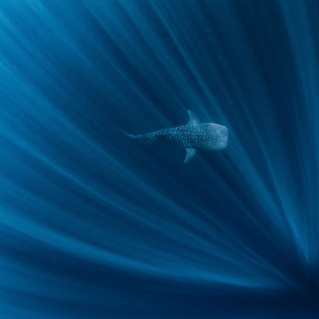 A Whale Shark Ningaloo Reef, Western Australia