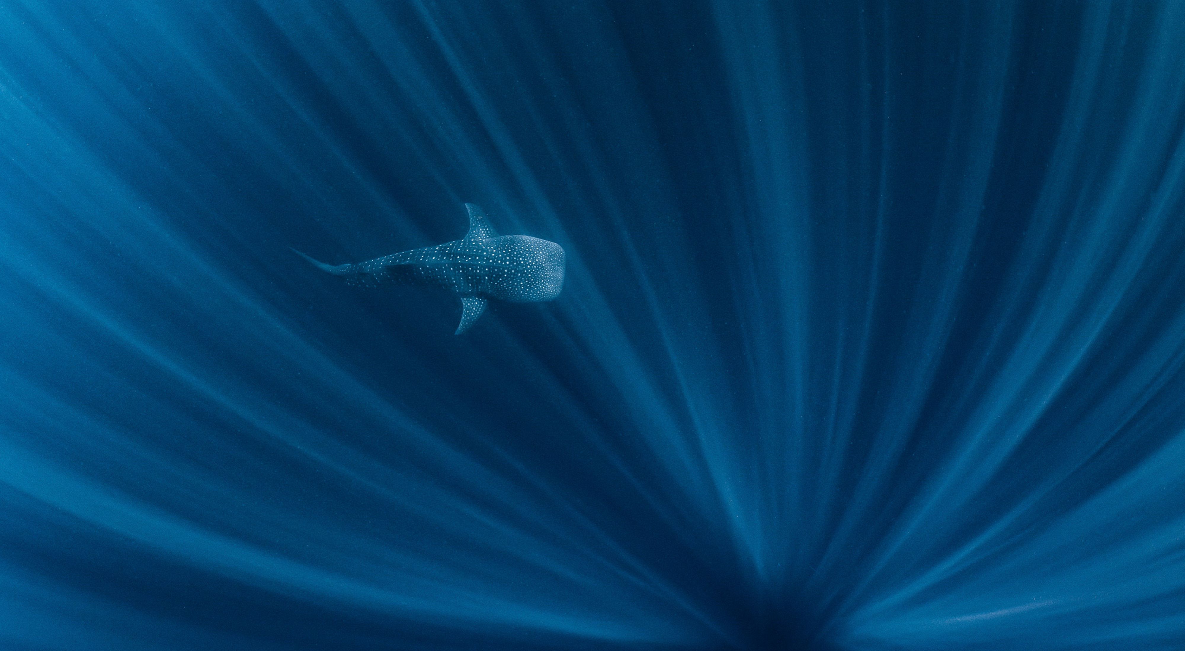 A whale shark swimming in deep water with streaks of light.