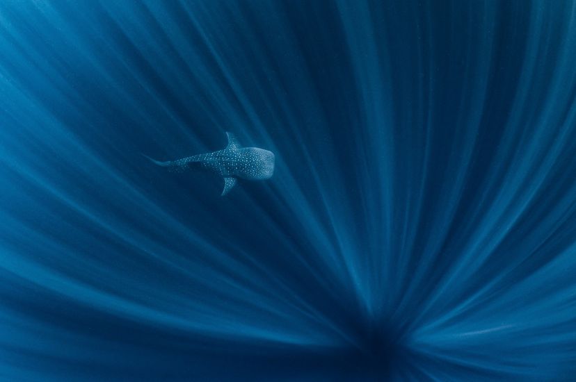 A whale shark swimming in the depths off of Ningaloo Reef, Western Australia.