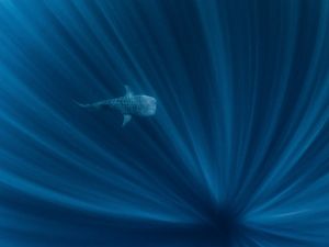 A whale shark swims through streaks of light.