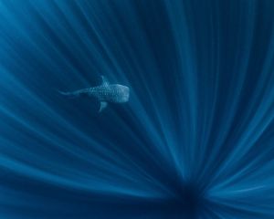 A whale shark swims through streaks of sunlight.