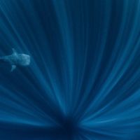 whale shark in deep blue depths
