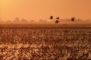 Birds flying over a flooded field.