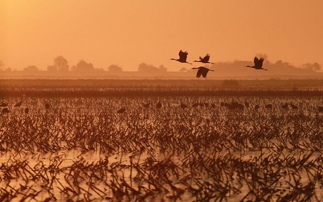 Birds flying over a flooded field.