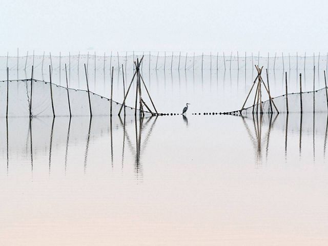 A waterbird rests on a net over water.