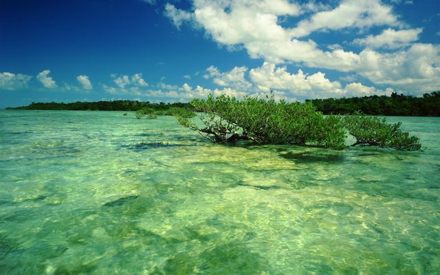 Green, clear waters surround a mangrove in the middle of shallow, flat water.
