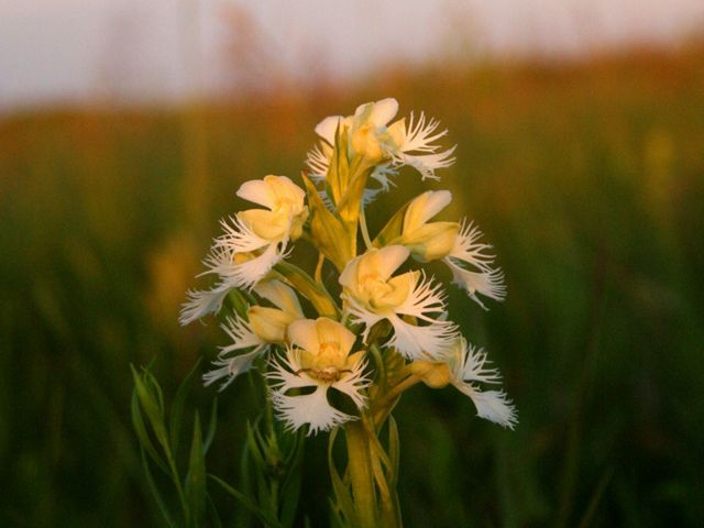 Western prairie fringed orchid.