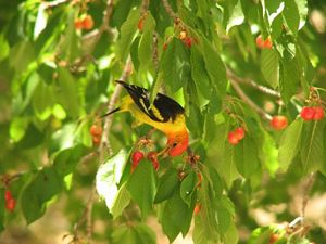 A yellow bird with black wings and a red head eats red berries while sitting on a branch surrounded by green leaves.
