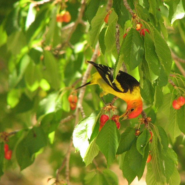 A small yellow bird with black wings and a red head perches in a tree and picks at a red berry.