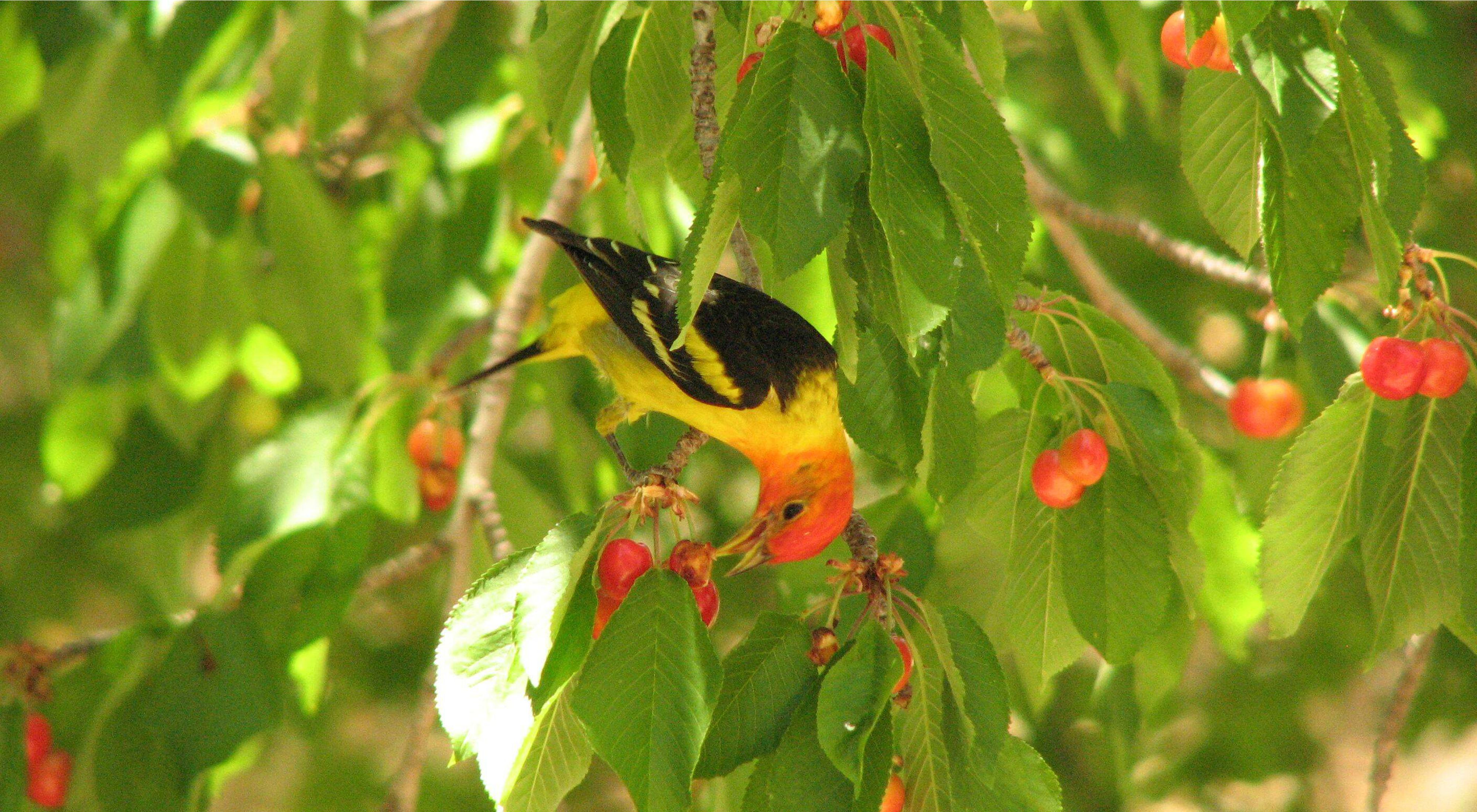 A yellow bird with black wings and a red head eat red berries while sitting on a branch surrounded by green leaves.