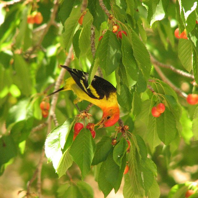 A yellow bird with black wings and a red head eat red berries while sitting on a branch surrounded by green leaves.