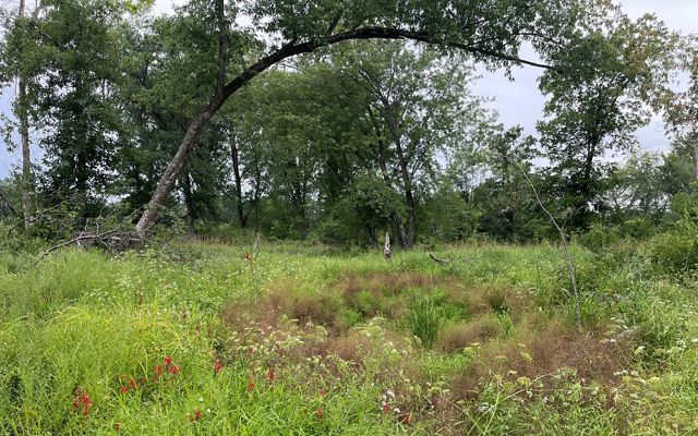 A wet meadow with cardinal flowers showing and trees in the background. 