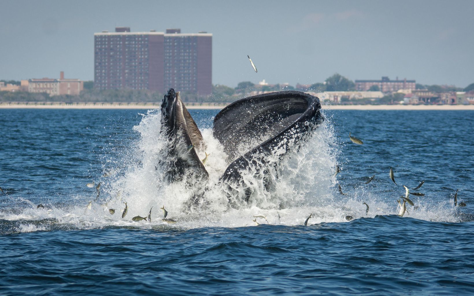 Whale near Long Island Whales have returned to New York! Help us protect them. © Great South Bay Images