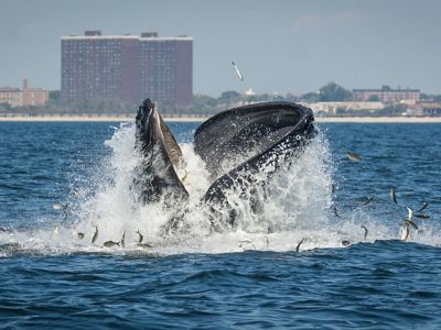 Whales have returned to New York! Help us protect them.