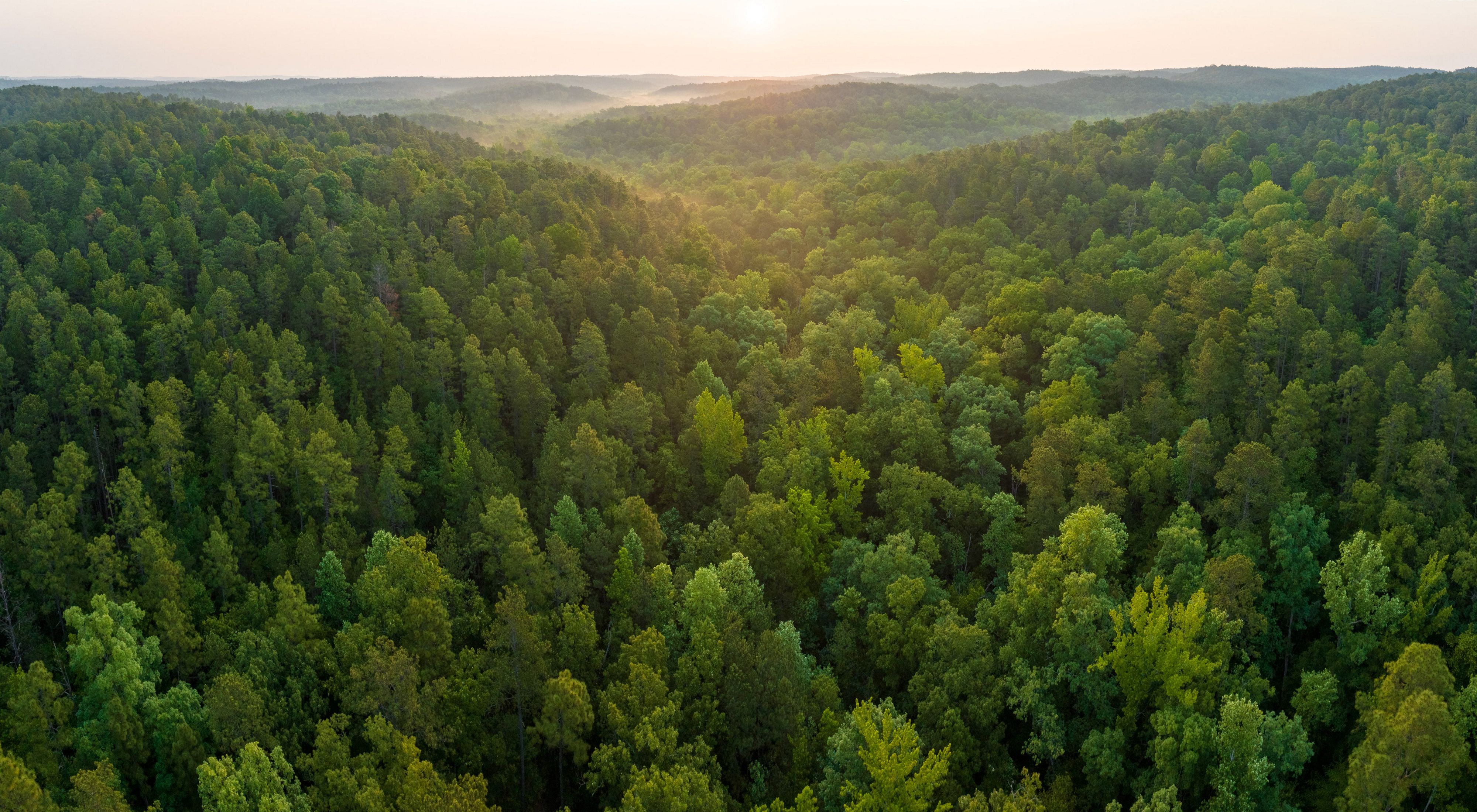 Aerial view of longleaf pine forest in Wheeler Mountain, Alabama.