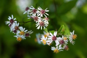 Closeup of white asters, a native Maine flower, blooming on a branch.