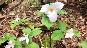 flowers on forest floor