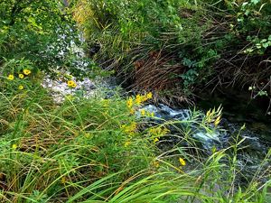 Cascade Creek flows along a bank of green foliage.