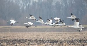 10 large white and black cranes flow low over a brown agriculture field. 