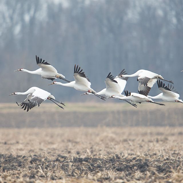 Photo of whooping cranes in flight over a field.