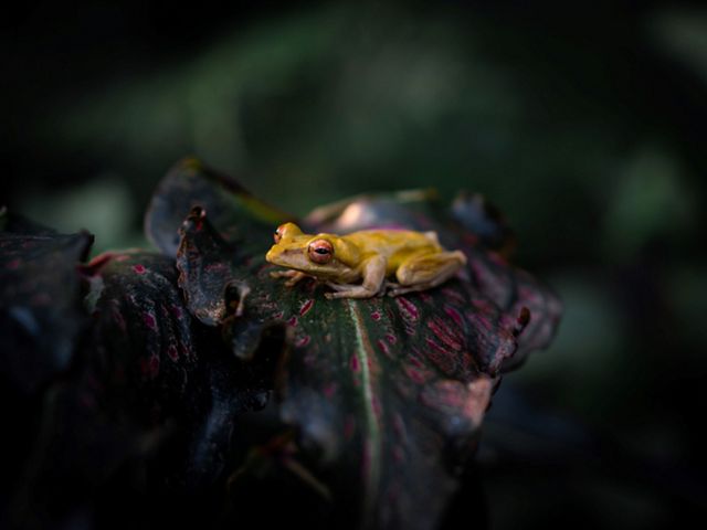 A yellow tree frog on a leaf.