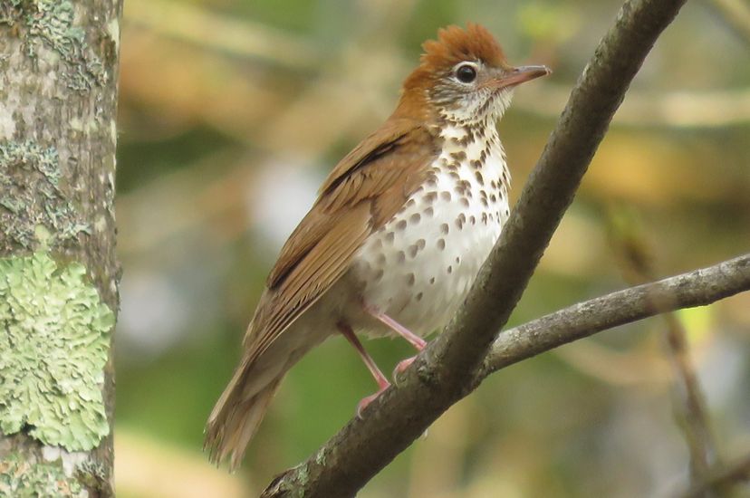 A wood thrush, a small bird with a brown back and white chest, perches on a branch in the forest.