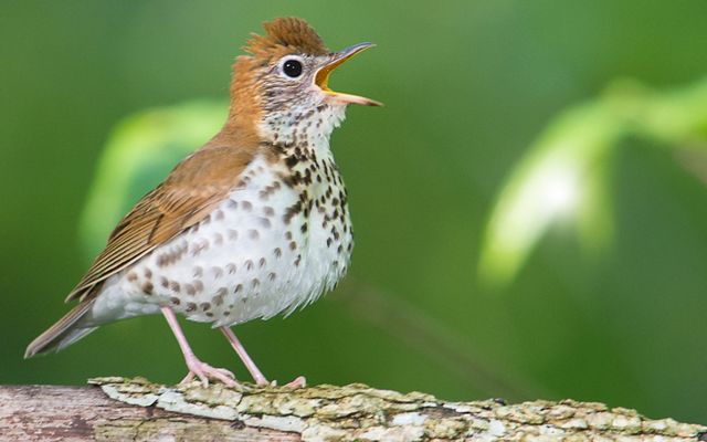 A wood thrush opens its mouth while on a log.