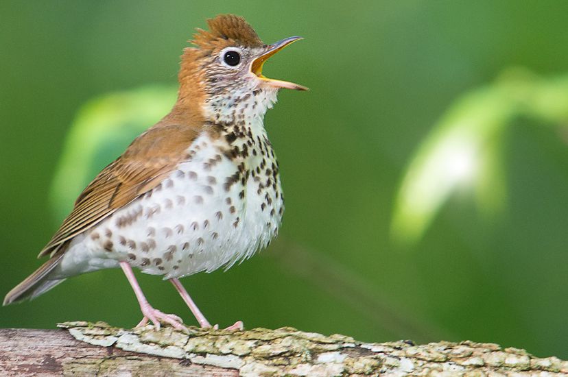 A wood thrush opens its mouth while on a log.