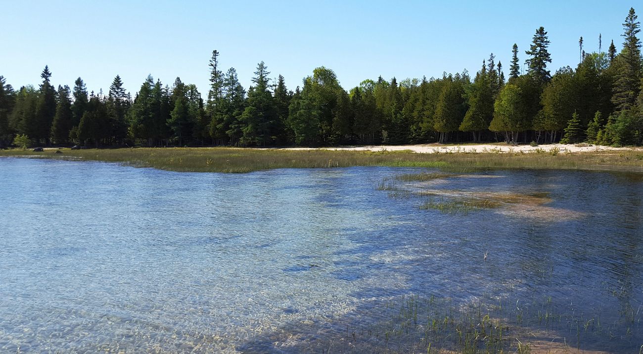 Trees along the sandy shoreline of John Arthur Woollam Preserve in Michigan, with a body of water in the foreground.