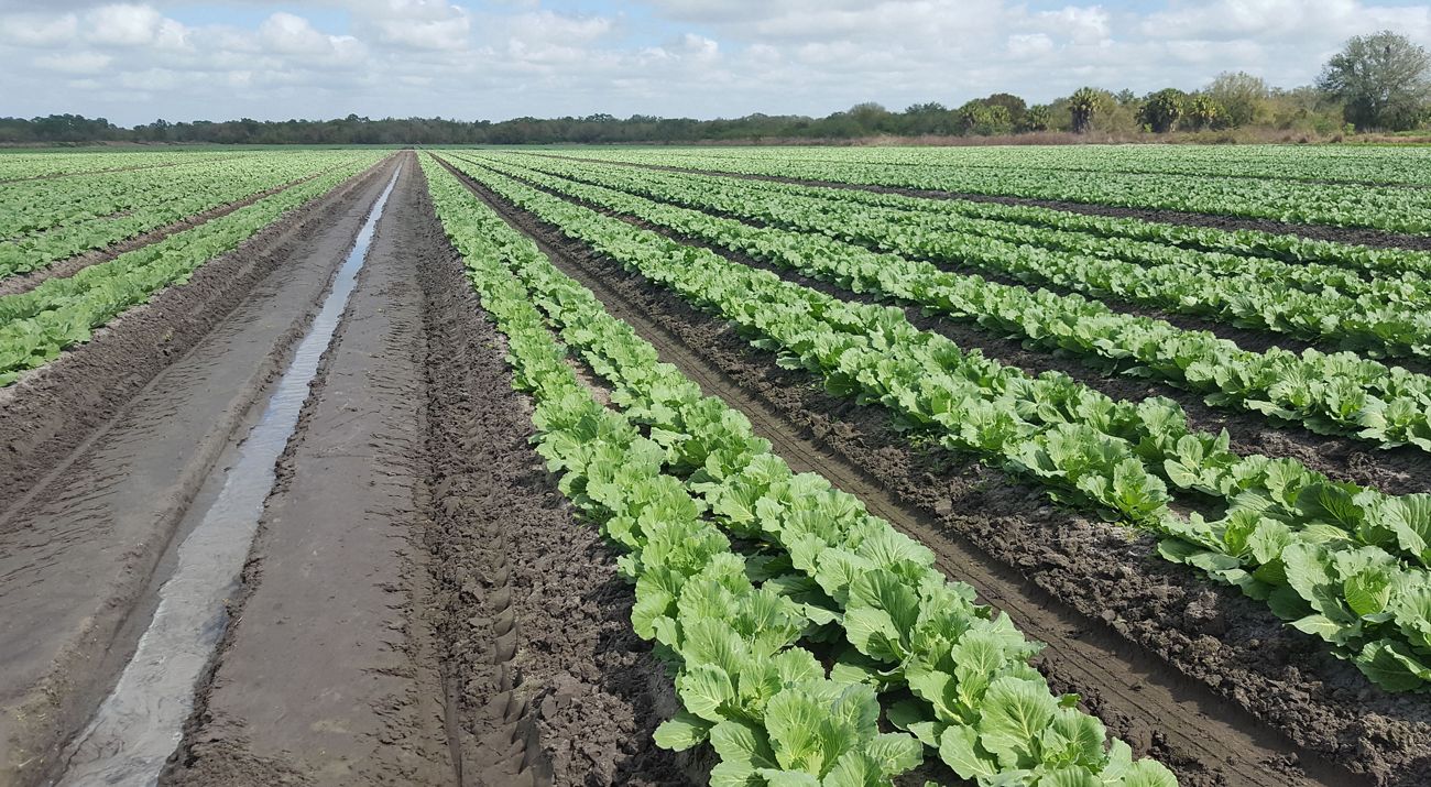 Cabbages grow in rows in a field lined by trees.