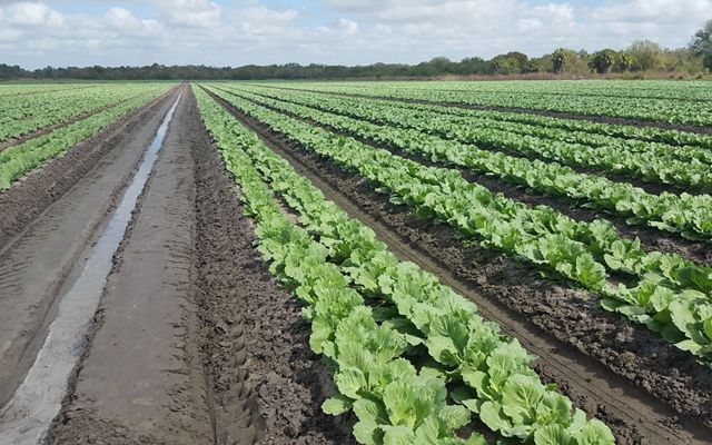 Neat rows of green cabbage on a Florida farm. 