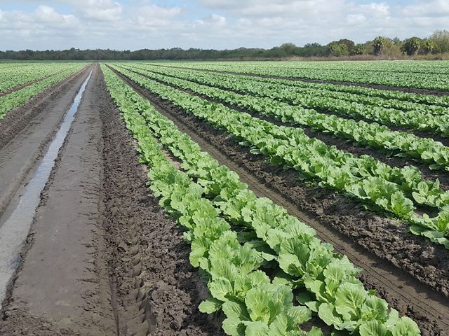 Neat rows of green cabbage on a Florida farm.