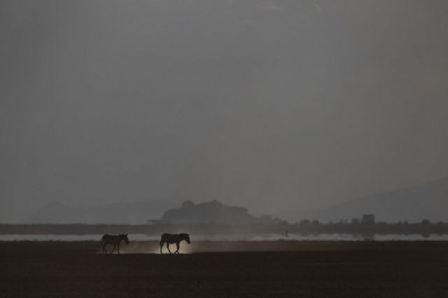 zebras walk across a dusty landscape