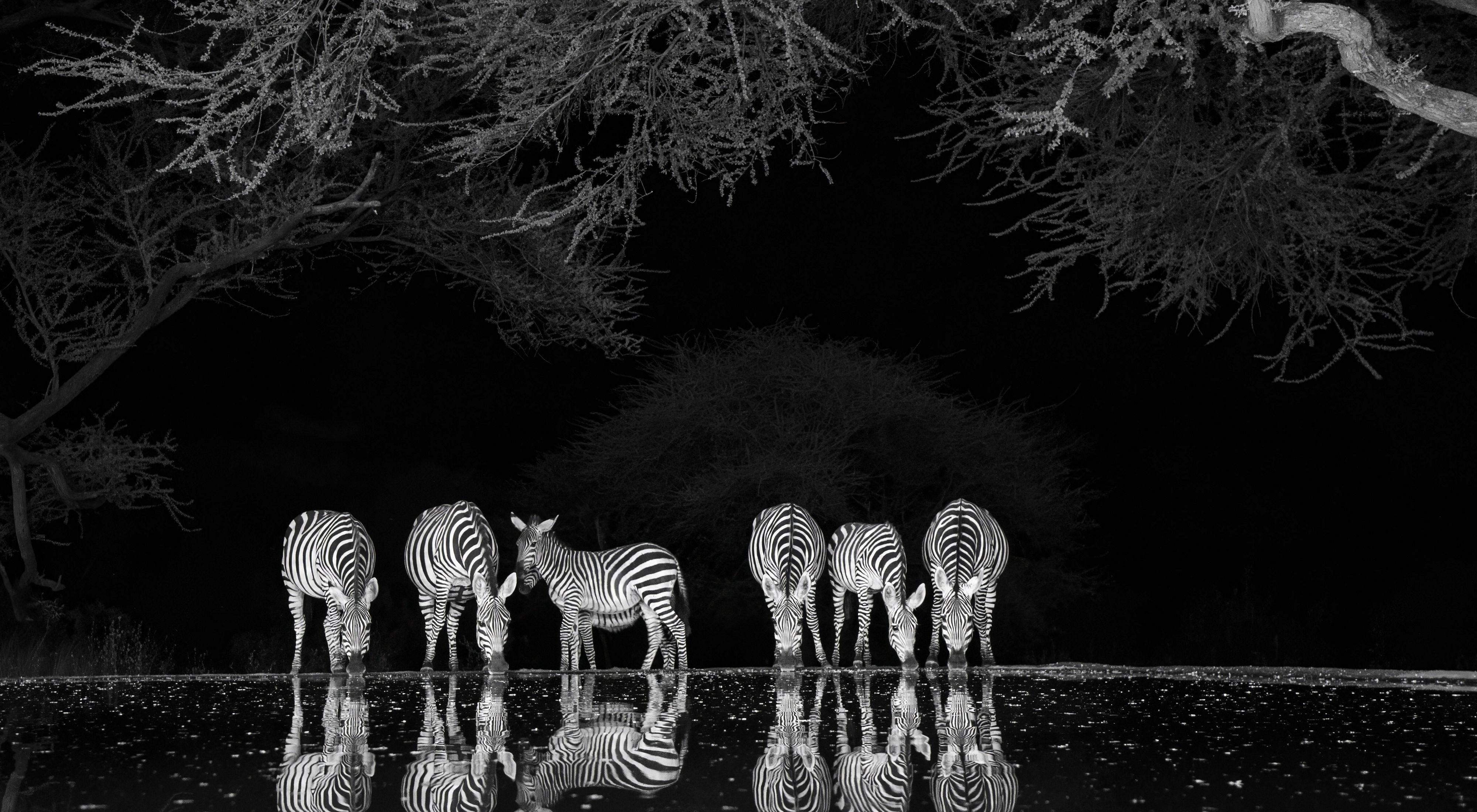 Six zebras stand and drink near a still pool of water