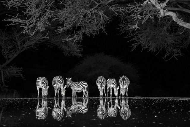 a herd of zebras drinks from a still pool at night