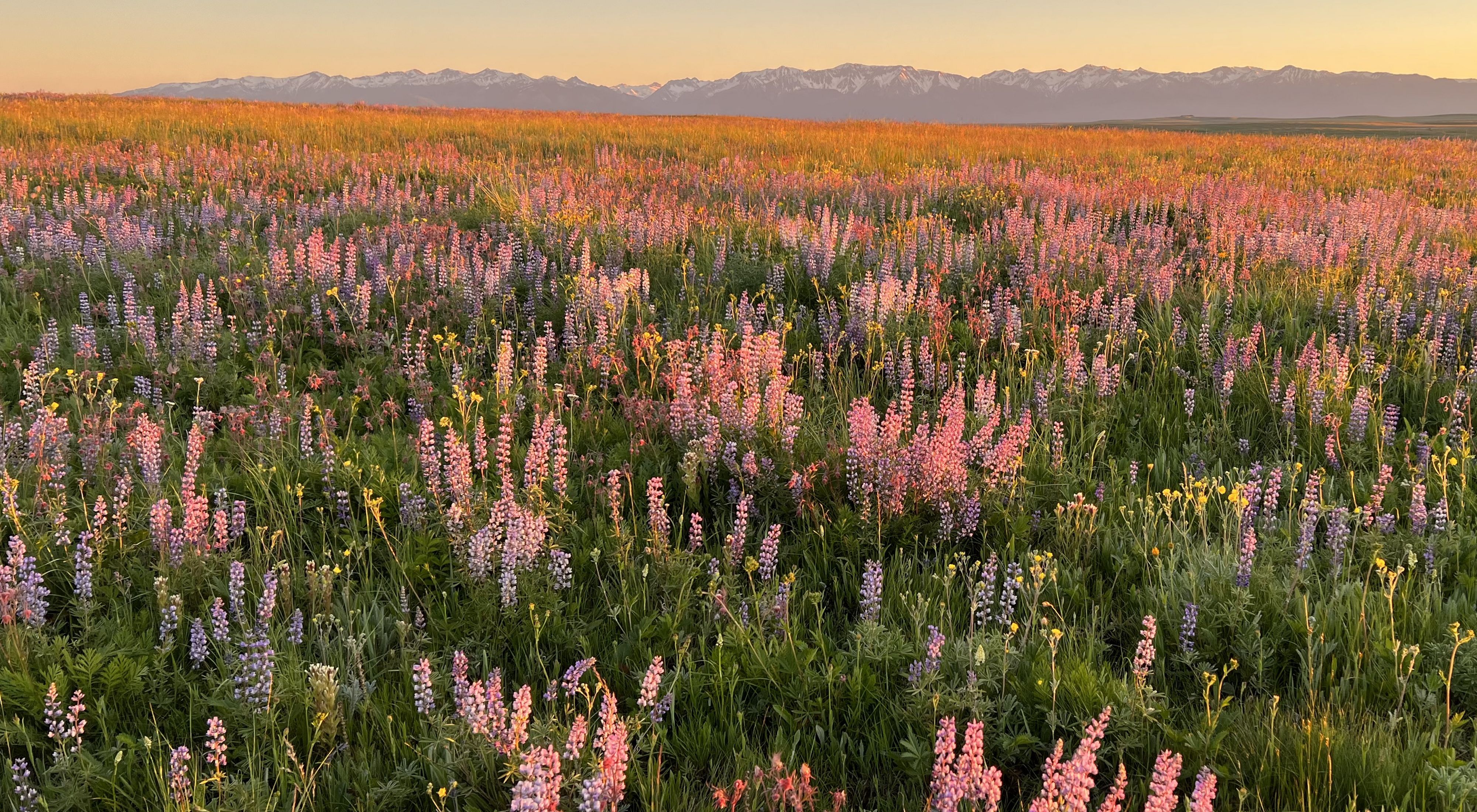 A field of pink flowers with a mountain in the background. 