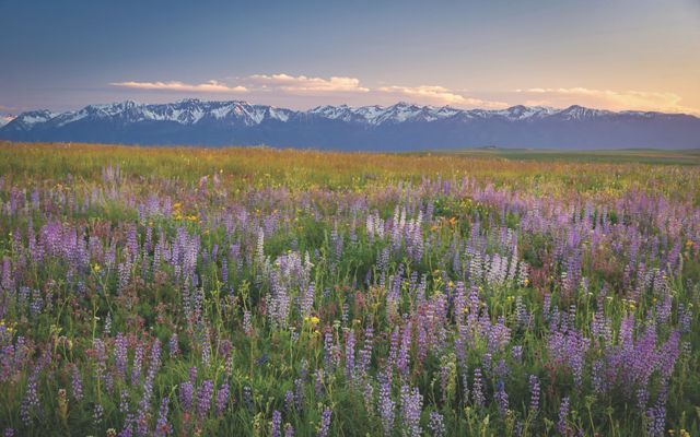 A field of wildflowers leads up to a mountain range.