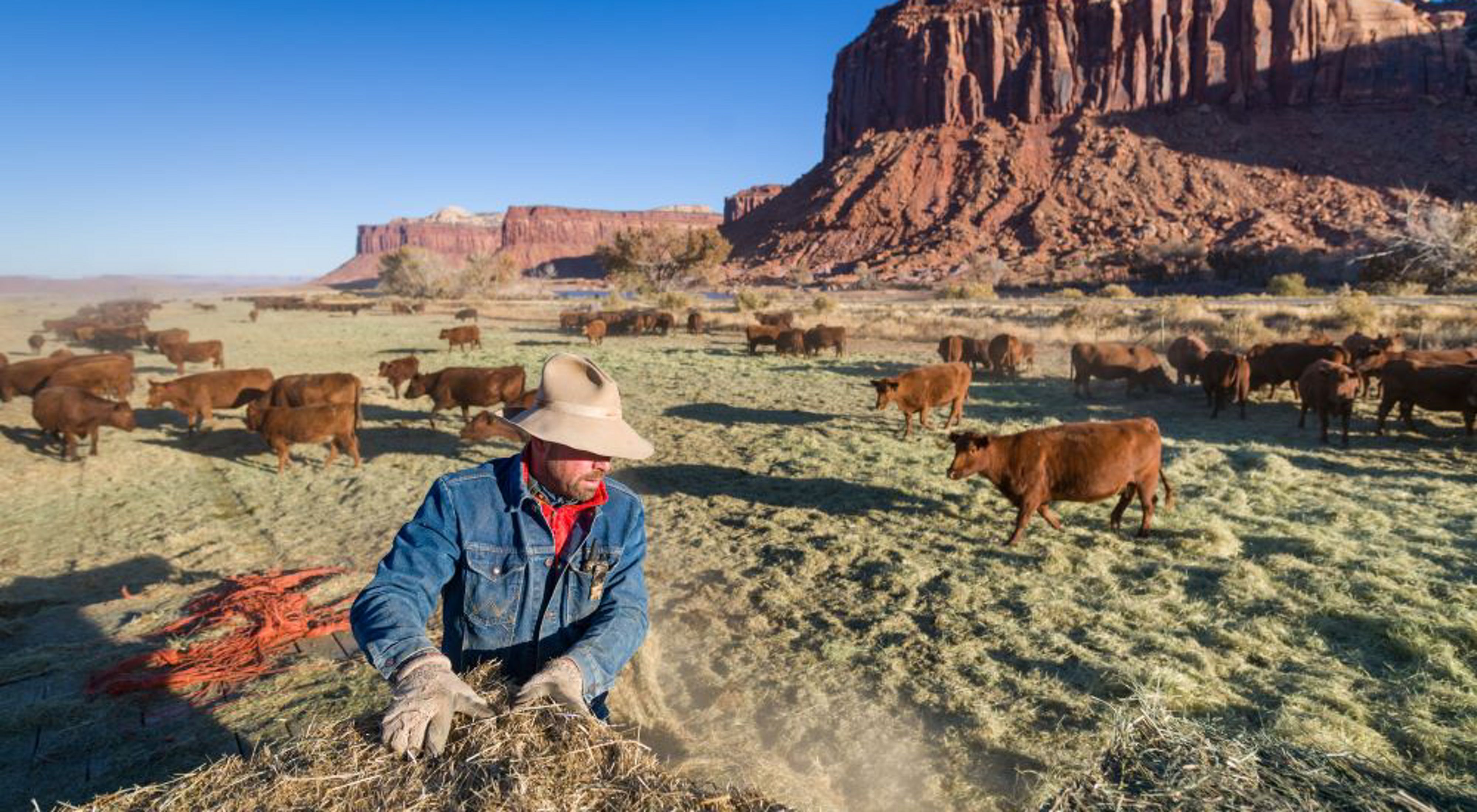 A man works near cattle.