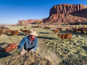 A man works near cattle.