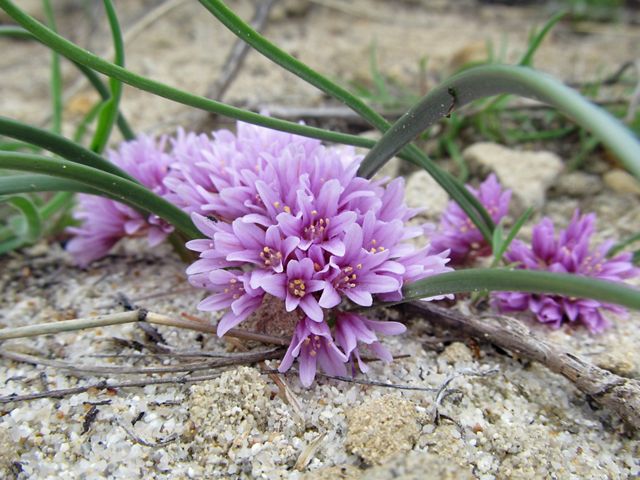 Small purple flower growing out of the sand.