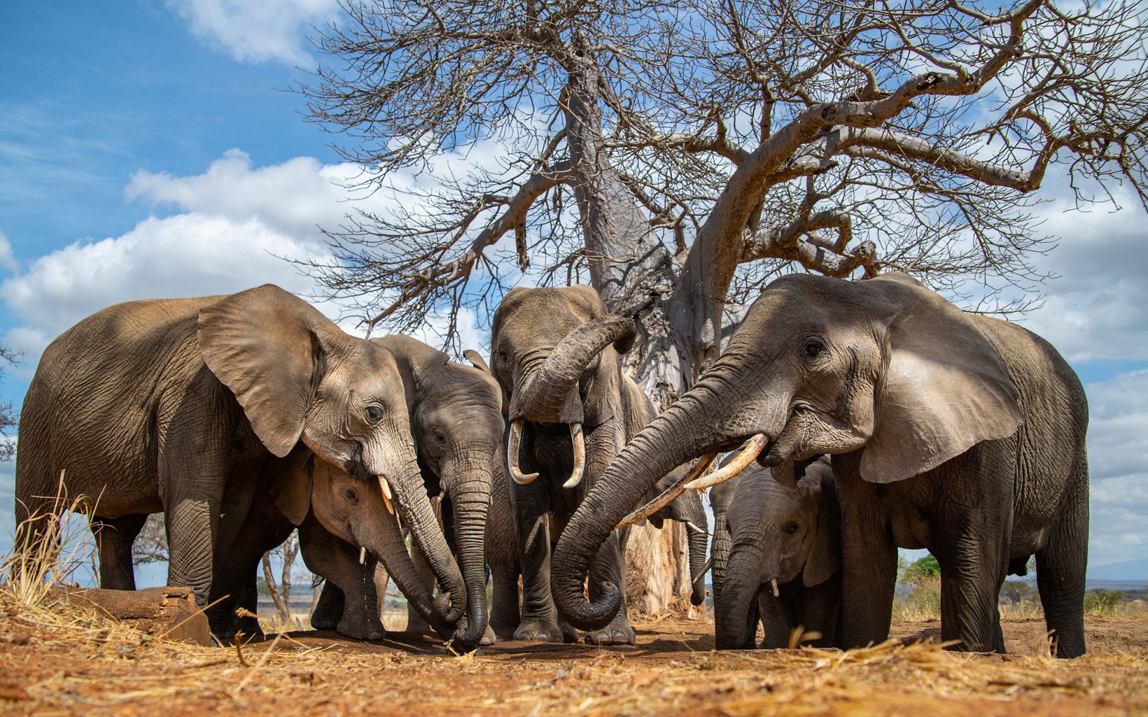 herd of elephants from a ground level point of view