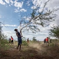In Selela village, 20 workers remove dichrostachys cinerea, an invasive species that has taken over large amounts of grazing land.
