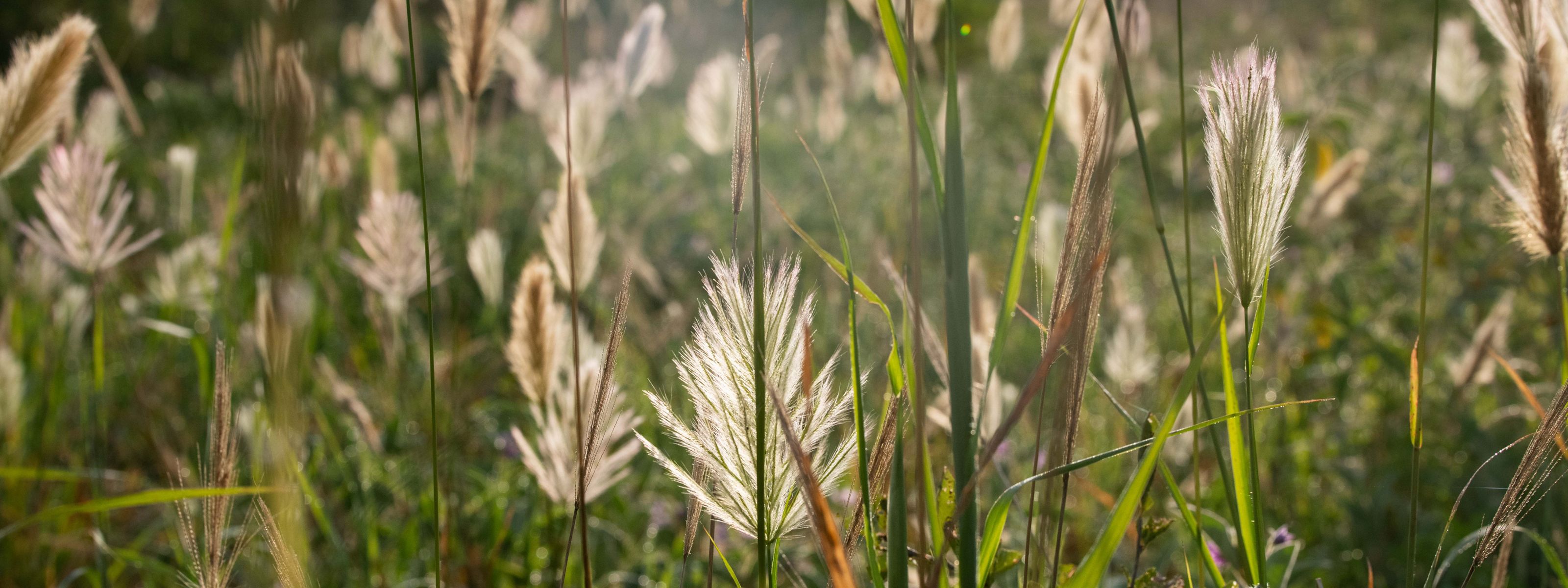 Closeup of backlit native grasses in Tanzania.
