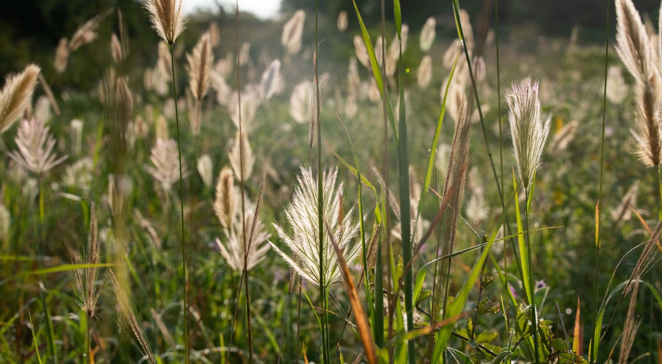 view of grass growing in the sunlight.
