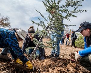 A group of people plant a pine tree in the soil.