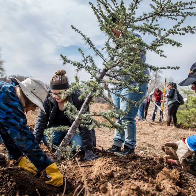 A group of people plant a pine tree in the soil.