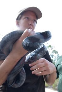 A person in a baseball cap holding a large black snake.