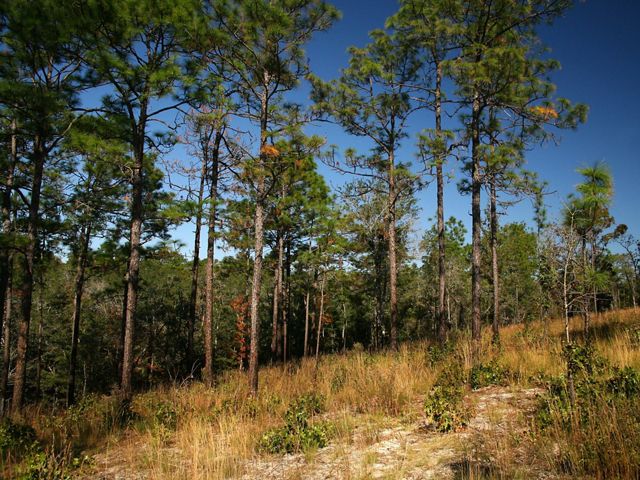 A stand of longleaf pine trees on a sandy hillside with grassy underbrush.