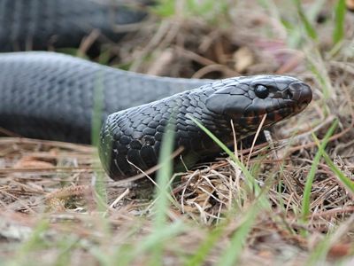 Closeup of the head of an eastern indigo snake.